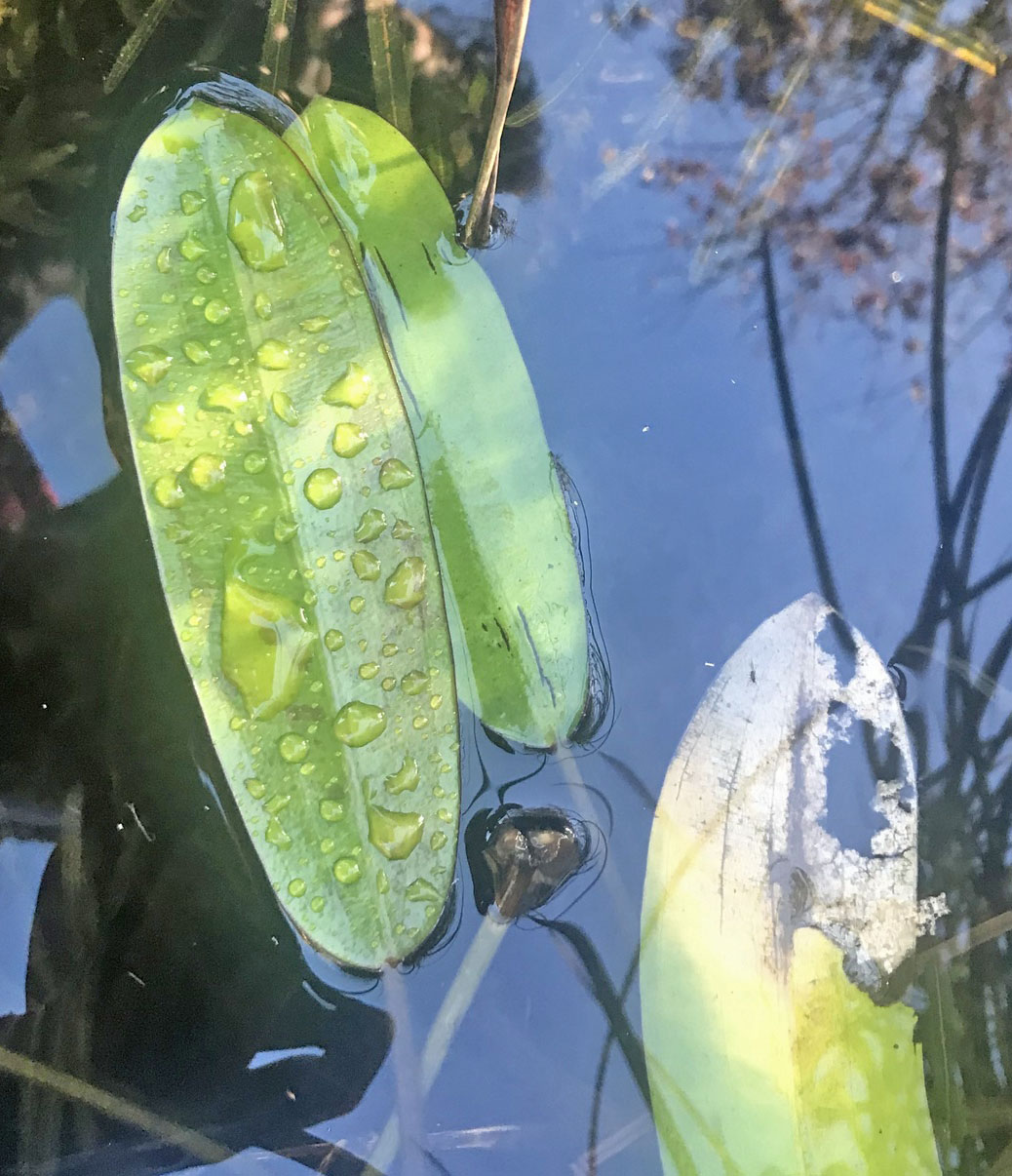 opatino (https://www.inaturalist.org/observations/67787565)
